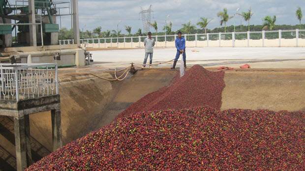 Đắk Lắk: Thu hút 15 dự án đầu tư vào ngành chế biến cà phê